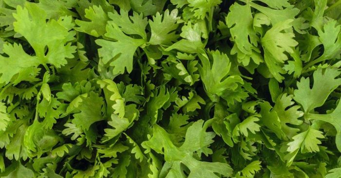 Coriander có nghĩa là gì?